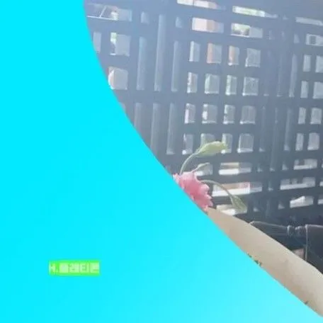 Idol_Top_Banner