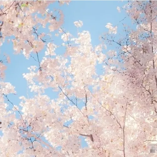 Idol_Top_Banner