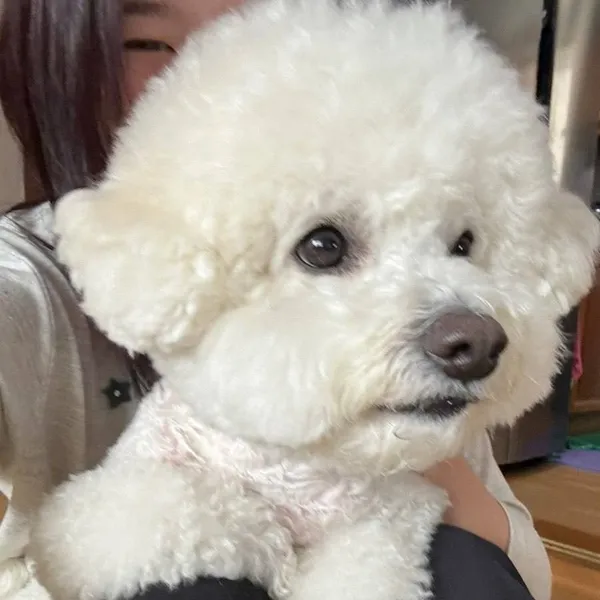 Today's Most Loved An Yujin (IVE)