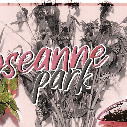 充滿粉絲愛意的ROSÉ (BLACKPINK)人氣照片