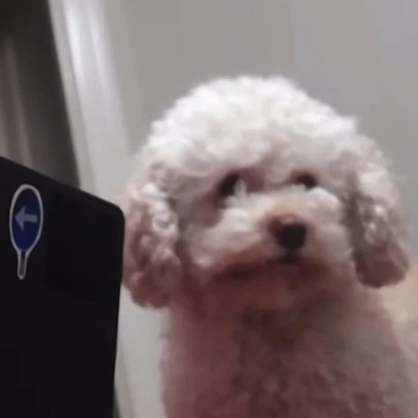 粉丝票选的HANNI (NewJeans)最佳瞬间