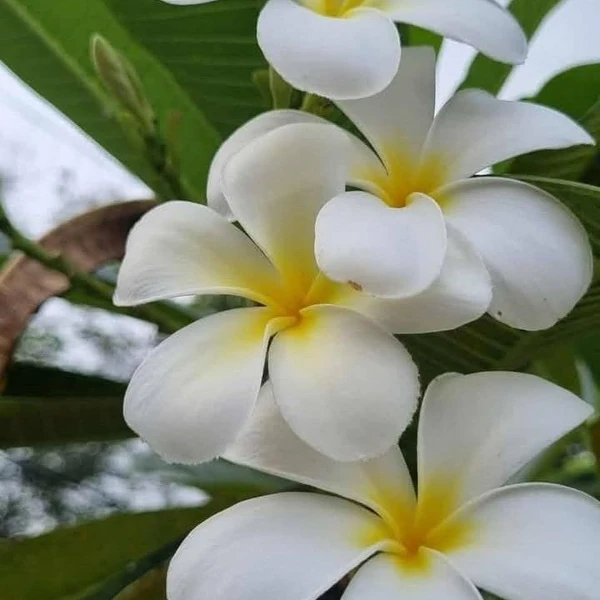 Fans' Pick: Best Moment of Mikha (BINI)