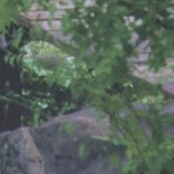 Momen Terbaik Dami (DREAMCATCHER) Pilihan Penggemar