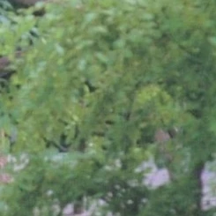 Today's Most Loved Dami (DREAMCATCHER)