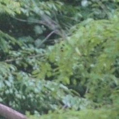 팬들이 뽑은 다미 (드림캐쳐) 최고의 순간