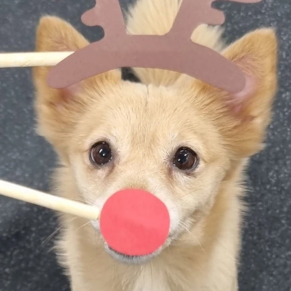 쯔위 (TWICE) 팬심 가득한 인기 사진