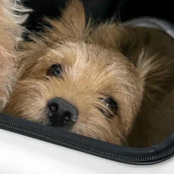 粉丝票选的Momo (TWICE)最佳瞬间