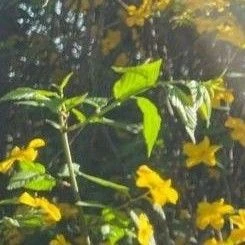 Fans' Pick: Best Moment of Chaeryeong (ITZY)