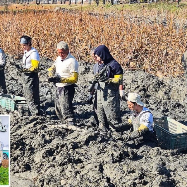 今天最受喜爱的白虎