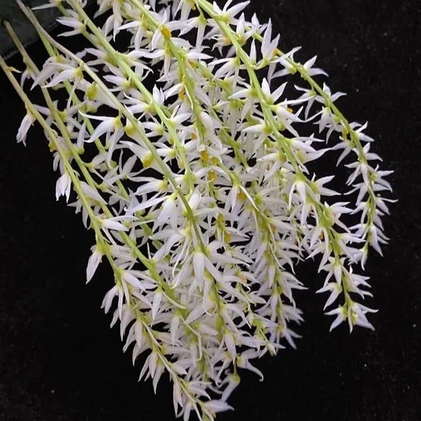 Momen Terbaik Tzuyu (TWICE) Pilihan Penggemar