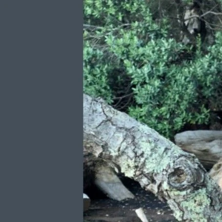 Today's Most Loved Moonbyul (MAMAMOO)