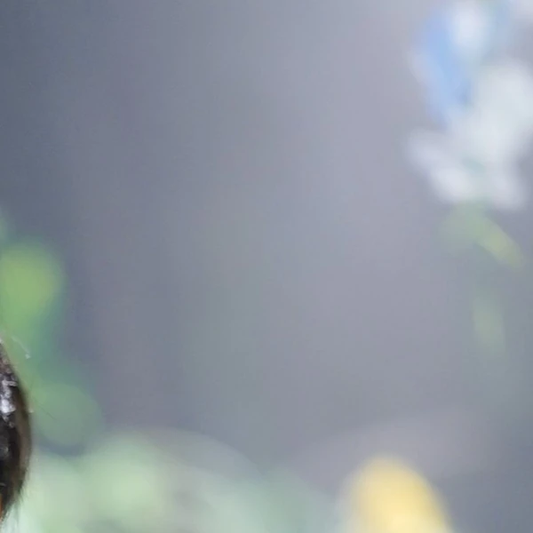 Fans' Pick: Best Moment of Jeong Yein (Lovelyz)