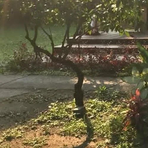 今日最受喜愛的受珍 (Weeekly)