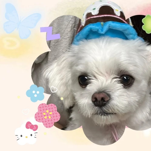 Fans' Pick: Best Moment of Yeri (Red Velvet)