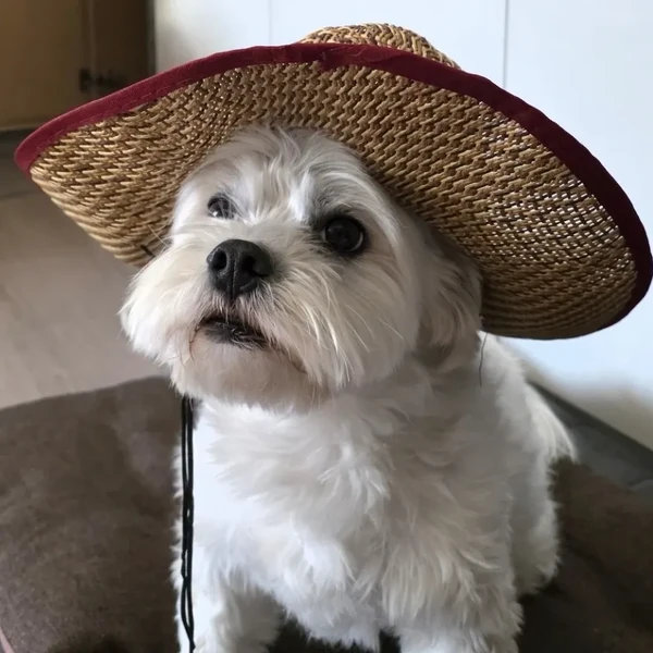 粉絲票選的ENHYPEN最佳瞬間