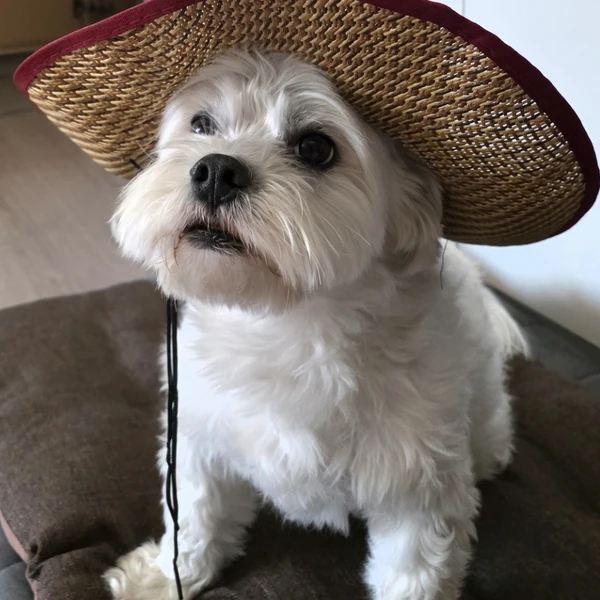 Today's Most Loved Jungwon (ENHYPEN)