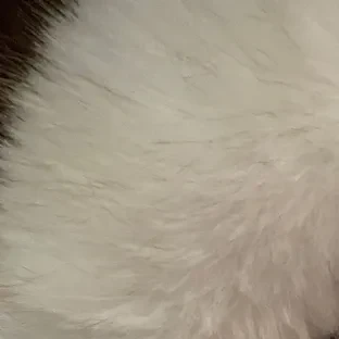 rankingBanner