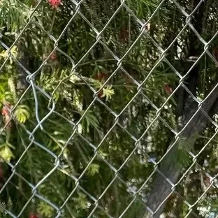 今日最も愛されたドンファ (KickFlip)の姿