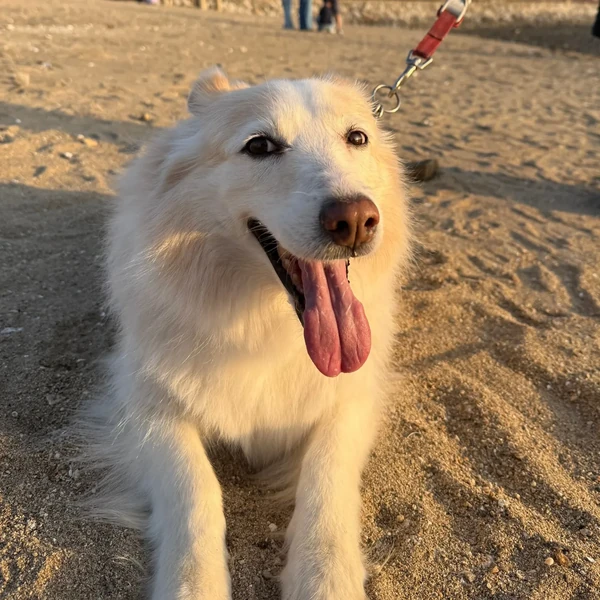 Shining profile picture of Jake (ENHYPEN) on today's Choeaedol